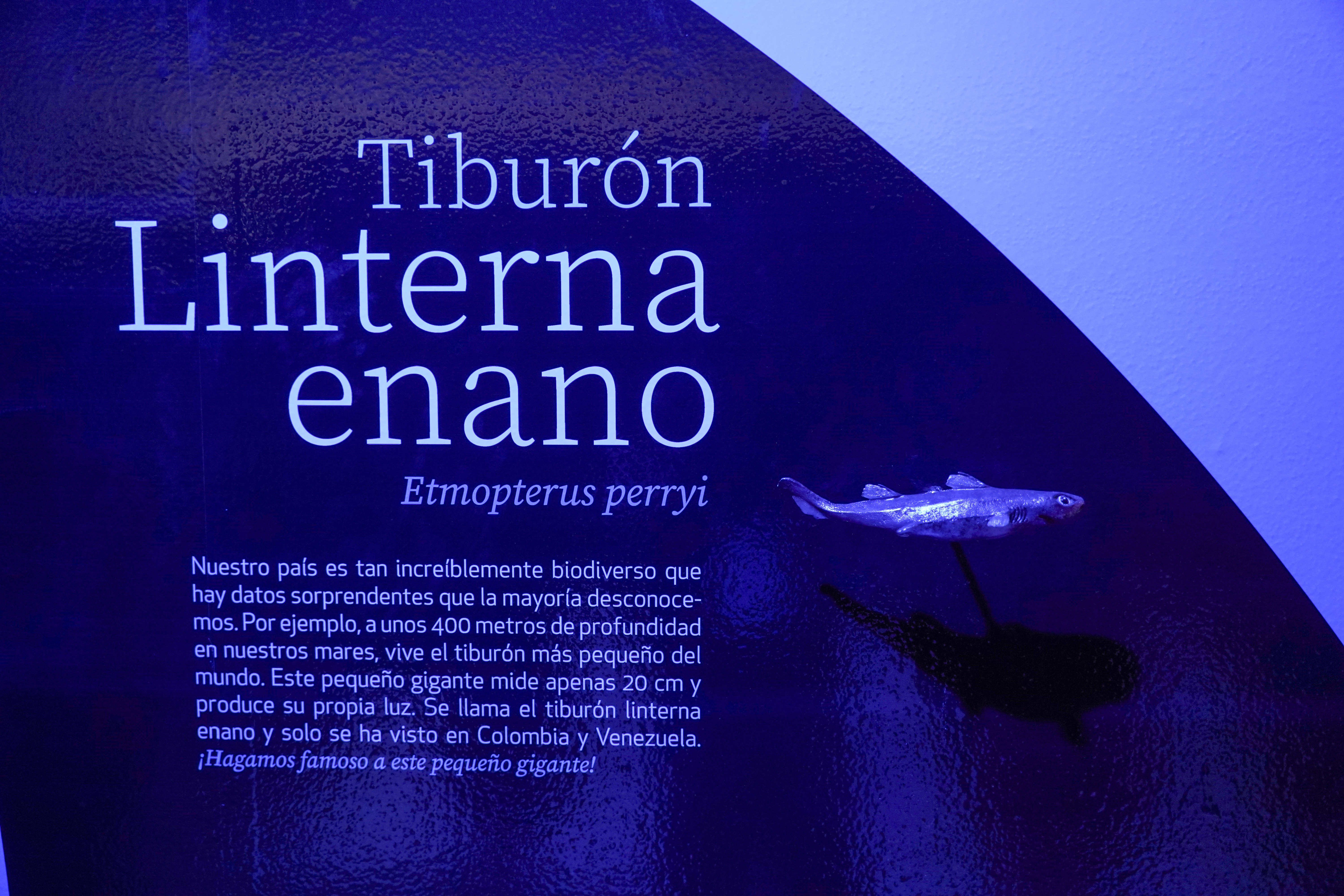 Exposición Tiburones INCIVA