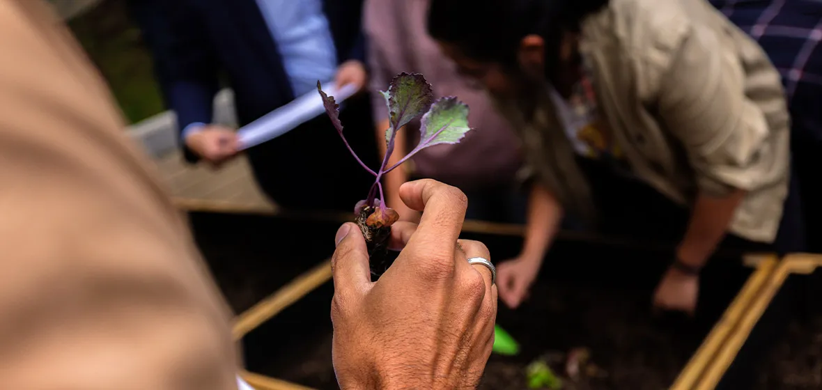 Una mano sostiene una plántula.