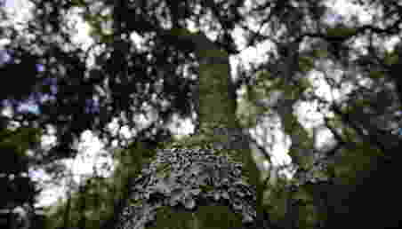 Imagen del tronco de un árbol en el embalse de Neusa. 