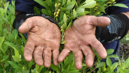 manos cultivando