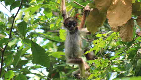 Imagen de uno de los micos que estudia el docente Andrés Link.