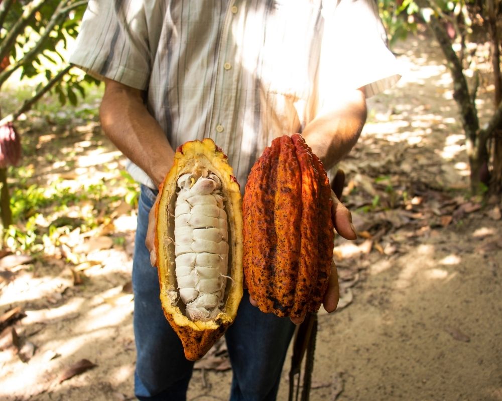 Muestras de Cacao Colombiano