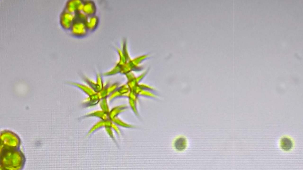 Foto de las microalgas utilizadas