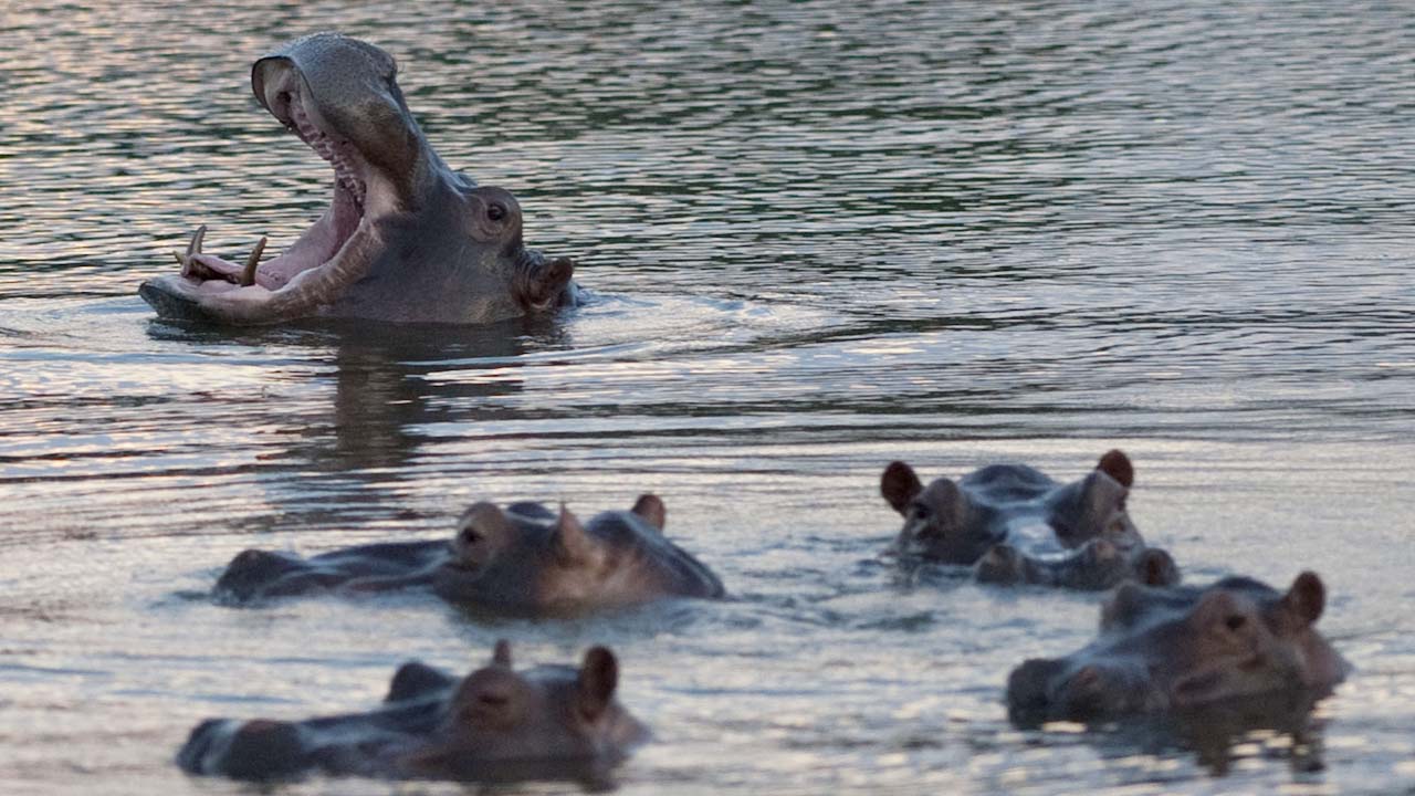 Foto de hipopótamos en Colombia
