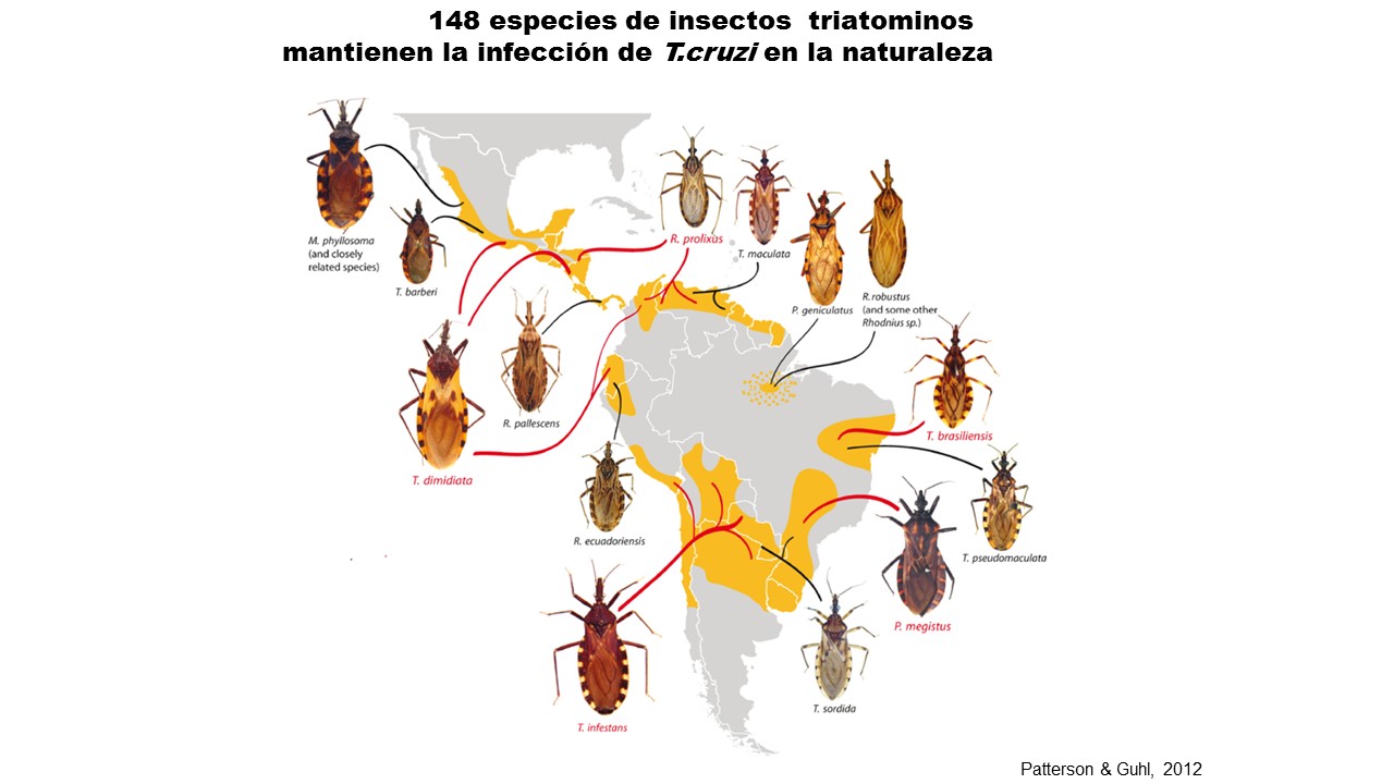 Mapa de América Latina en donde hay riesgo de contraer la enfermedad de Chagas.