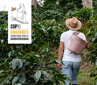 Cultivo de café en Colombia