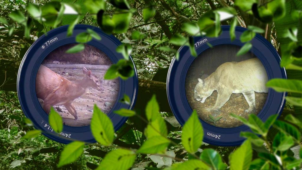 Photo montage of a lens showing a deer and a jaguar