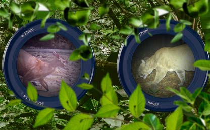 Composición gráfica de dos lentes de cámaras con la imagen de dos animales