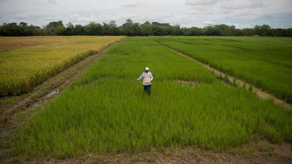 Persona camina en la mitad de un cultivo de arroz.