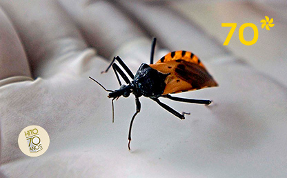 El Chagas es una enfermedad de la que pocos se ocupan pero que afecta a seis millones de personas en el mundo.
