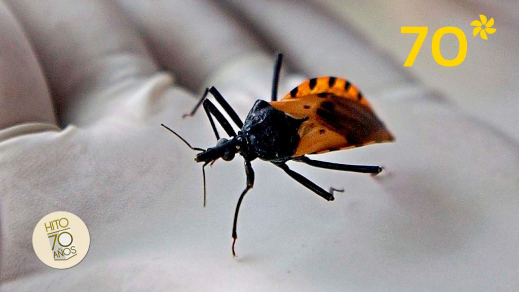 Chagas disease is not commonly studied, but globally it affects six million people. 