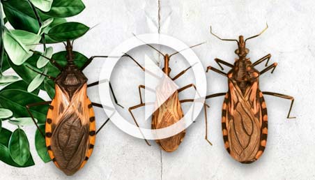 Ilustraciones de tres insectos que producen la enfermedad de Chagas