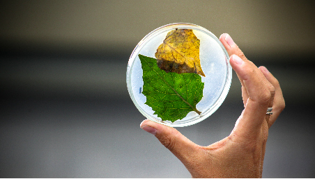 Imagen de uno de los laboratorios de la Universidad de los Andes, con una planta dentro de un recipiente. 