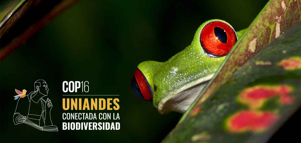 Rana de ojos rojos y anuncio COP 16 colombia