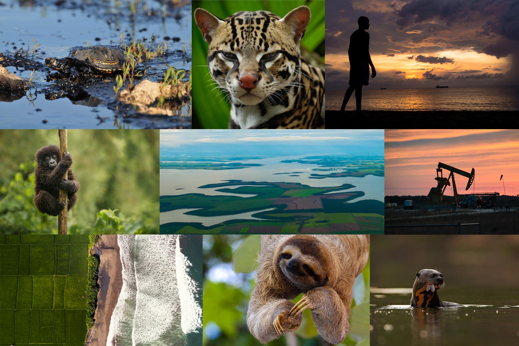 Collage de animales y paisajes