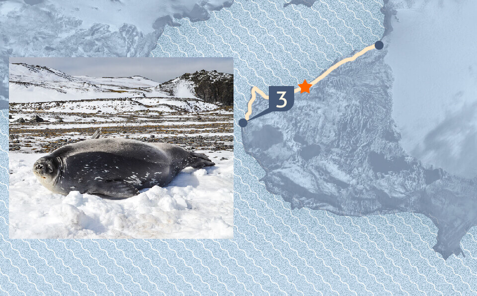 gráfico con mapa indicando el punto de la foto que acompaña la imagen donde se ve una foca en la nieve