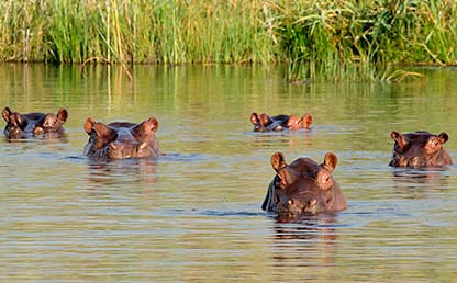 Foto de hipopótamos