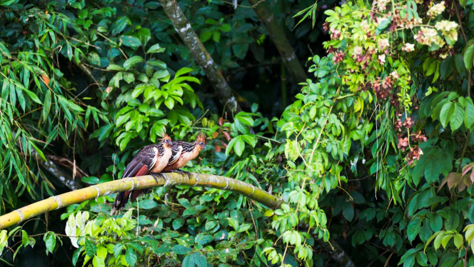 Hoatzin