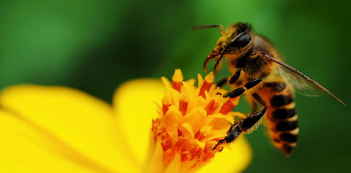 Una abeja sobre una flor amarilla