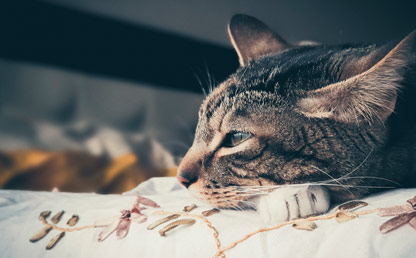 Foto de un gato acostado en la cama