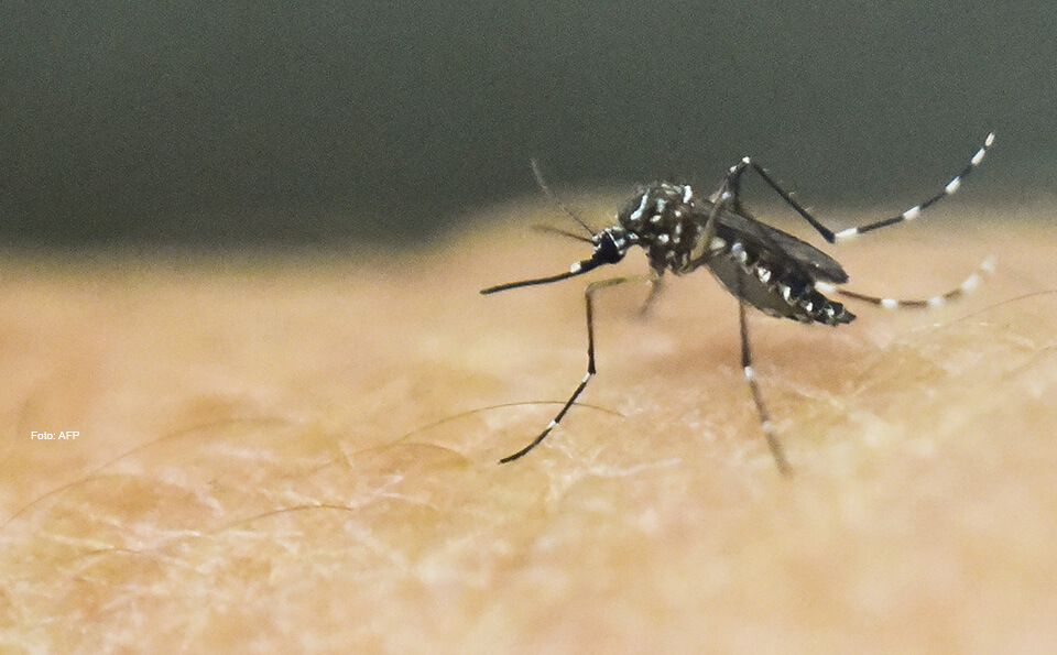 Mosco transmisor Zika