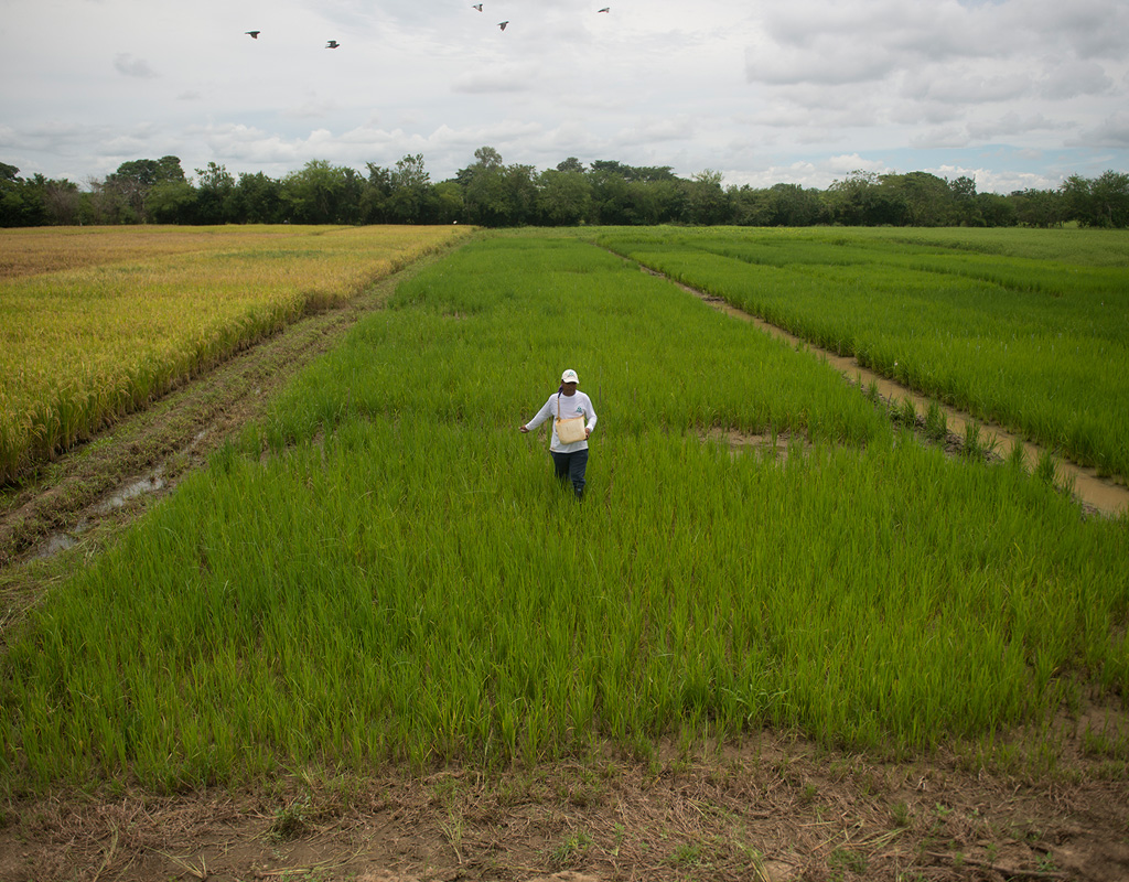 Imagen de un cultivo de arroz en Colombia.
