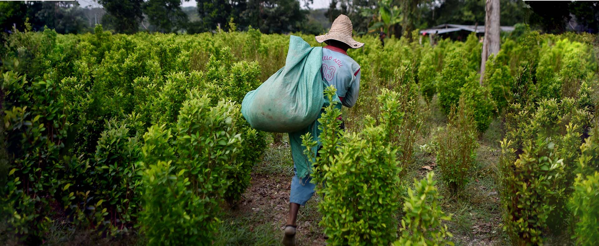 Campesino colombiano en un cultivo de coca