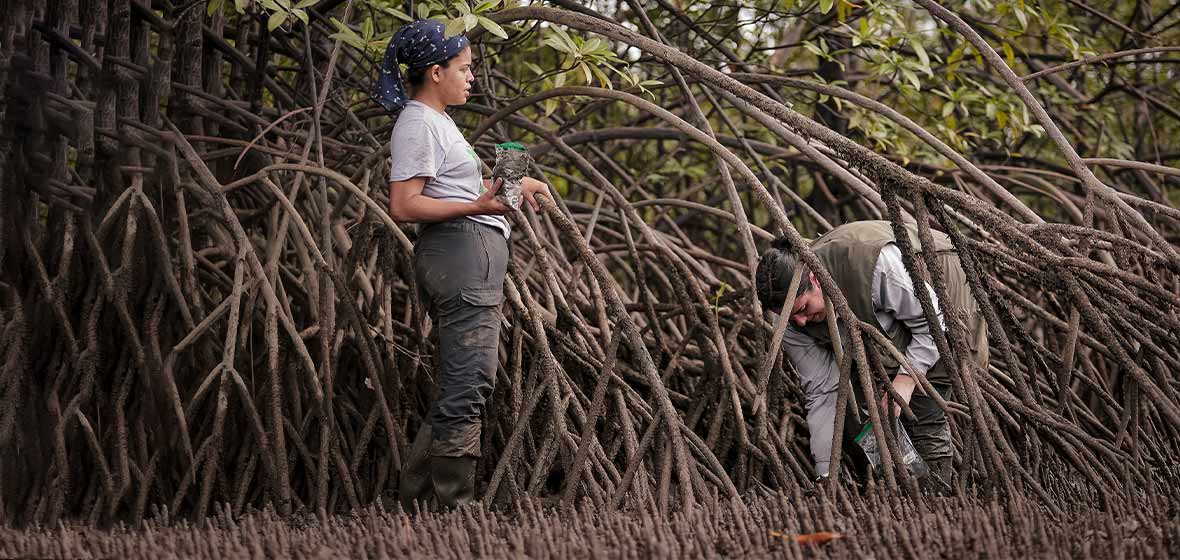 Las investigadoras toman muestras del suelo del manglar.