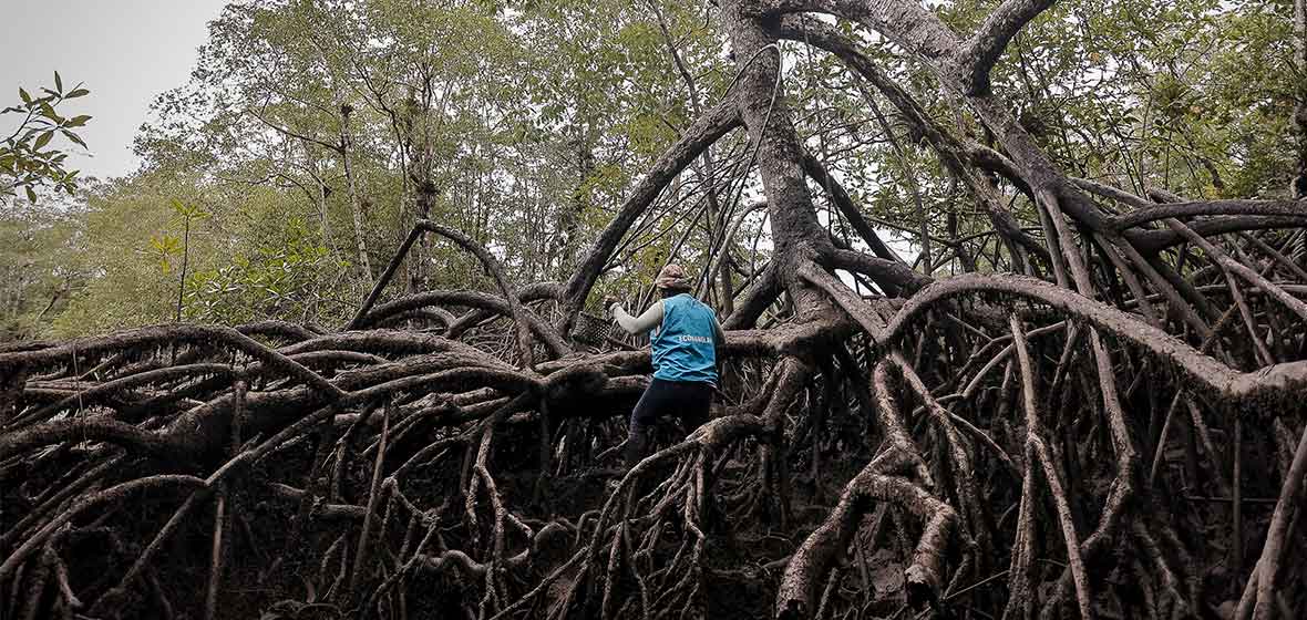 Mujer en el manglar estudio Uniandes