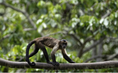 Imagen de un mono en la selva