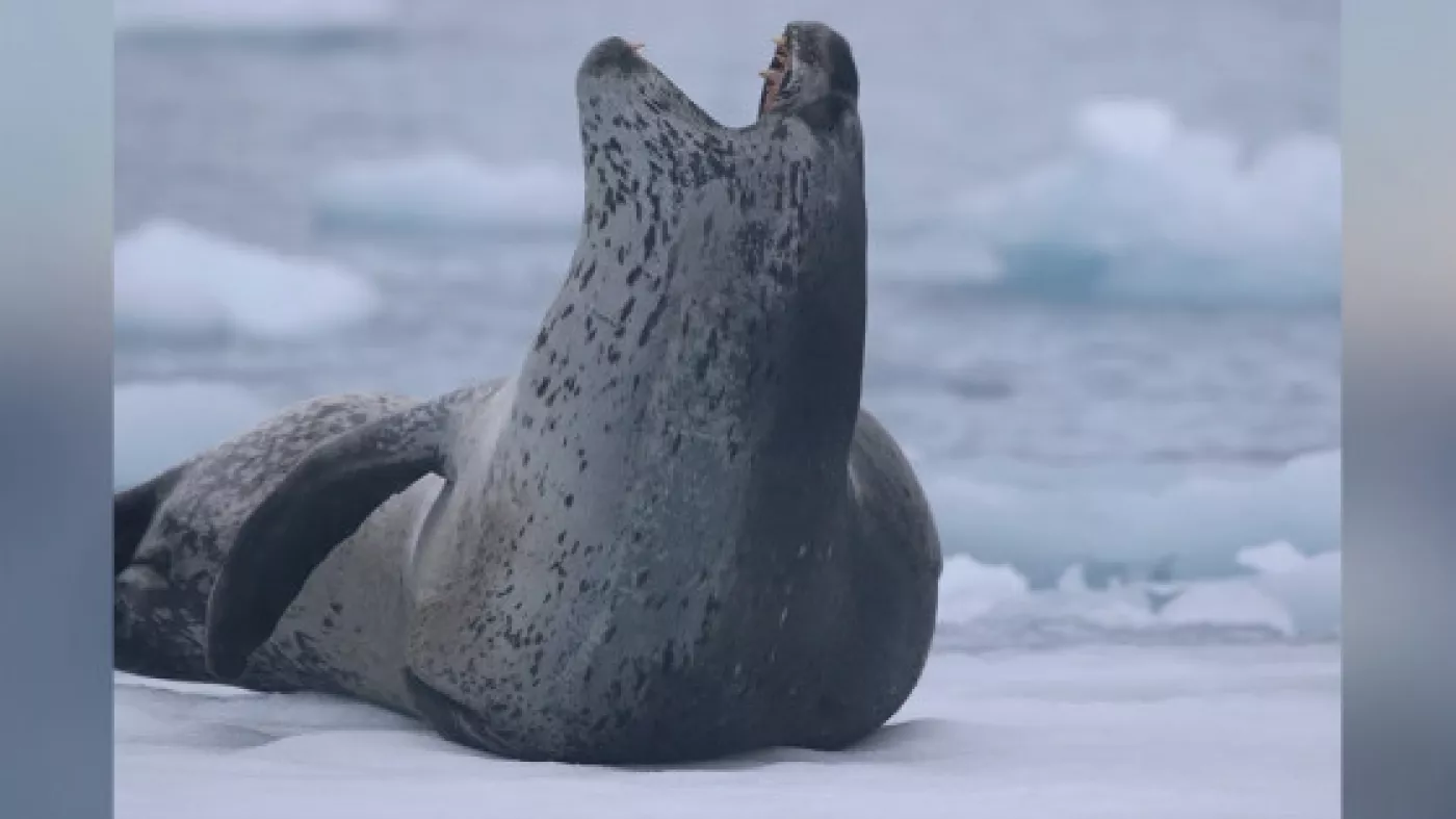 Foca leopardo