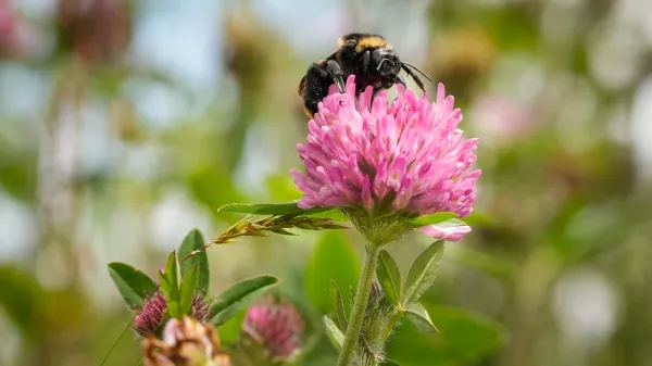 Bombus pauloensis