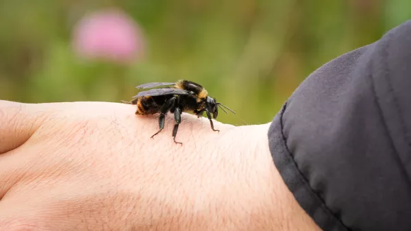 Bombus pauloensis