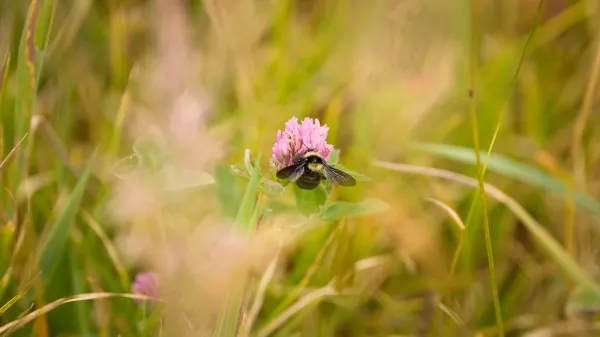 Bombus pauloensis sobre una flor de trebol rojo.