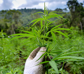 Foto de cultivos de marihuana