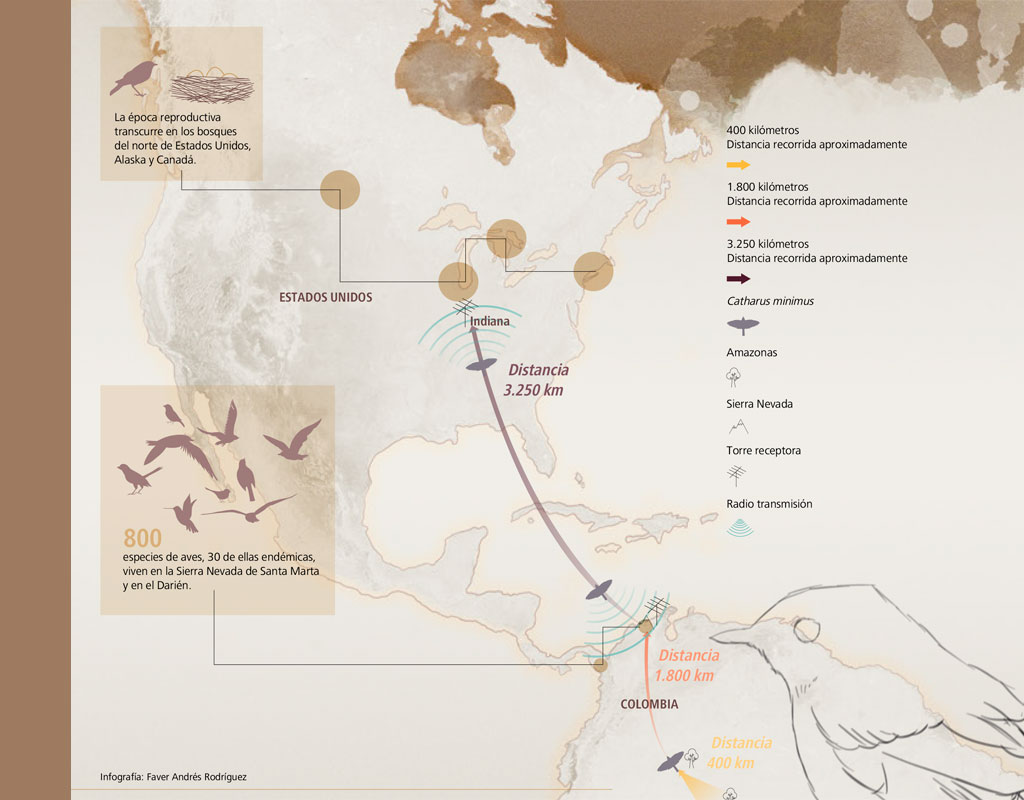 Infografía del trayecto que realizan las aves migratorias entre Sur América y Estados Unidos.